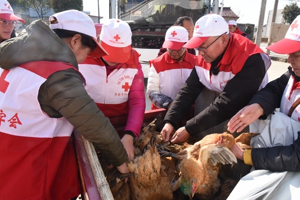 “爱心鸡”再度激情热销15