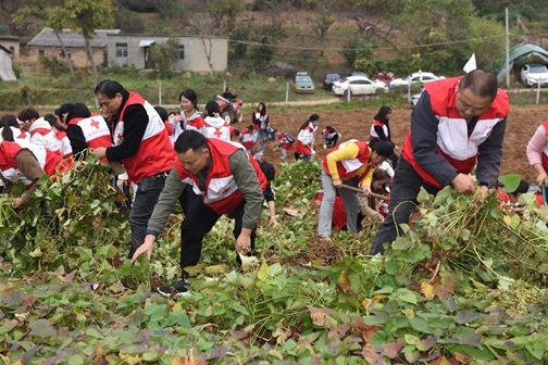 “爱心蜜薯”一年更比一年甜15