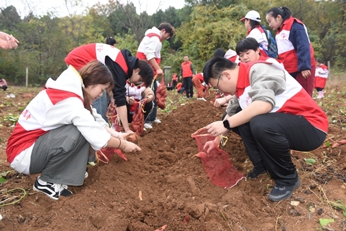 “爱心蜜薯”一年更比一年甜17