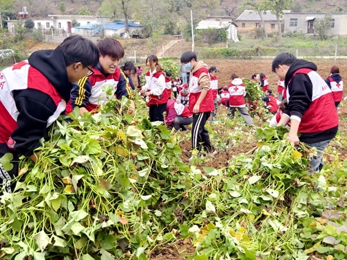 “爱心蜜薯”一年更比一年甜18