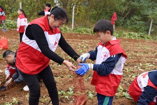 “爱心蜜薯”一年更比一年甜22