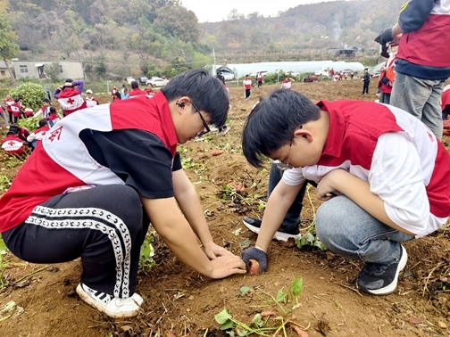 “爱心蜜薯”一年更比一年甜24