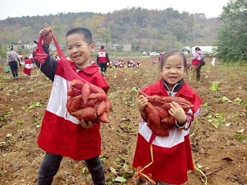 “爱心蜜薯”一年更比一年甜26