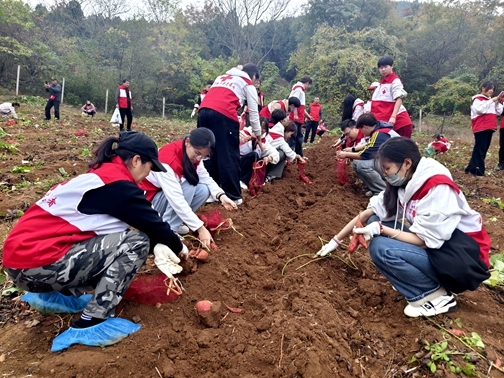 “爱心蜜薯”一年更比一年甜30