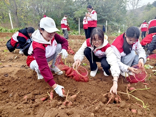 “爱心蜜薯”一年更比一年甜32