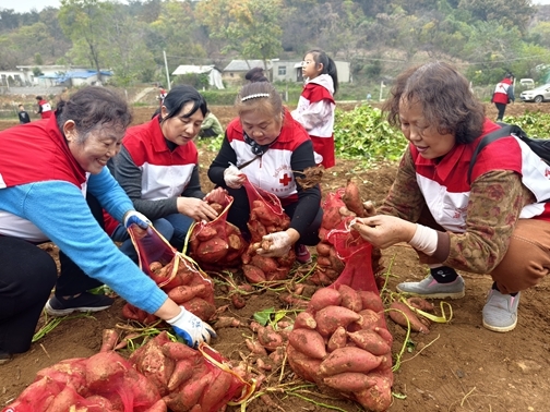 “爱心蜜薯”一年更比一年甜33