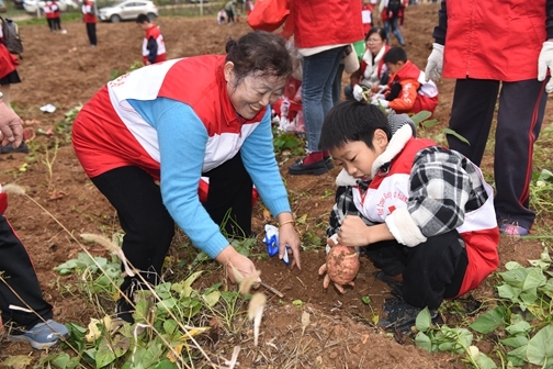 “爱心蜜薯”一年更比一年甜4