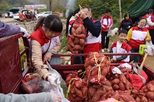 “爱心蜜薯”一年更比一年甜5
