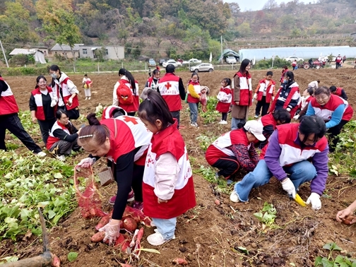 “爱心蜜薯”一年更比一年甜6