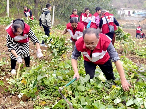 “爱心蜜薯”一年更比一年甜8