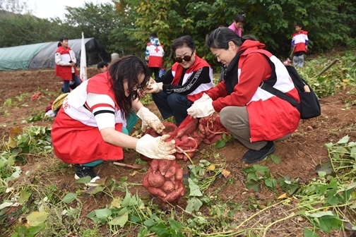 “爱心蜜薯”一年更比一年甜9