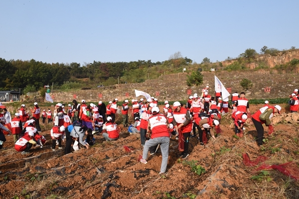 “淮小红”爱心蜜薯五年有约3