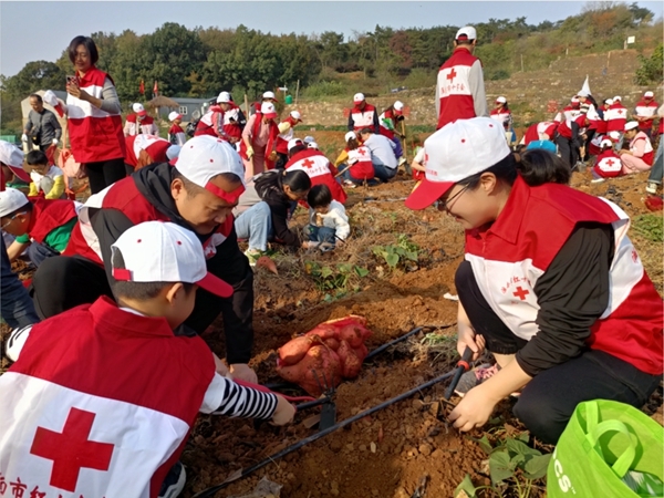 “淮小红”爱心蜜薯五年有约4