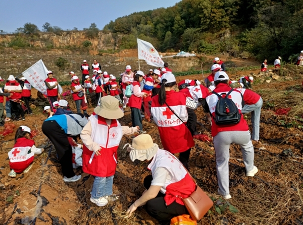 “淮小红”爱心蜜薯五年有约15