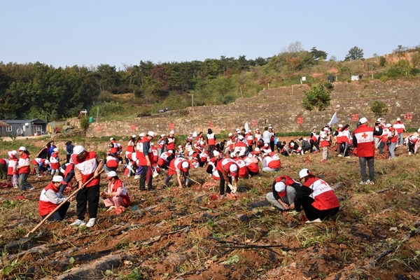 “淮小红”爱心蜜薯五年有约16
