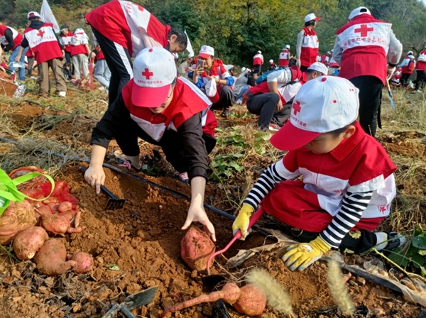 “淮小红”爱心蜜薯五年有约18
