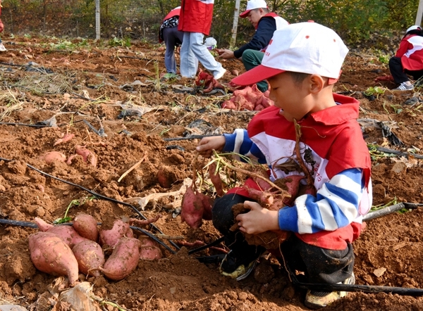 “淮小红”爱心蜜薯五年有约26