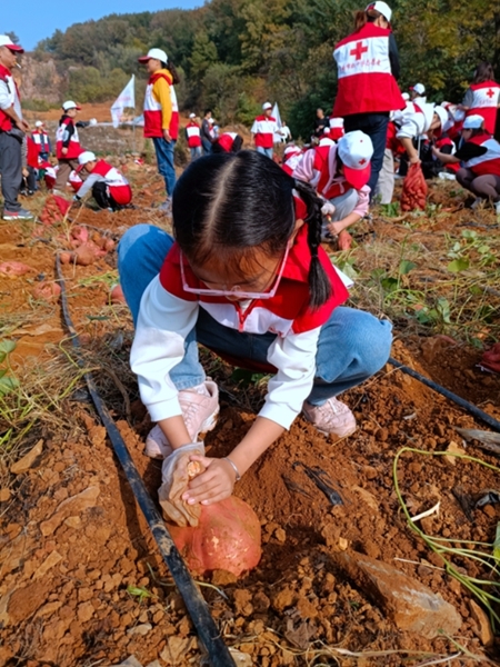 “淮小红”爱心蜜薯五年有约28
