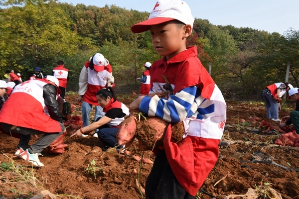 “淮小红”爱心蜜薯五年有约31