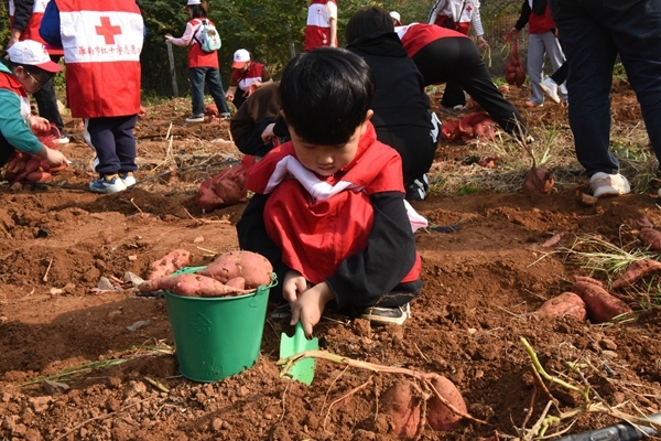 “淮小红”爱心蜜薯五年有约33