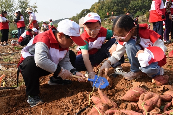 “淮小红”爱心蜜薯五年有约34