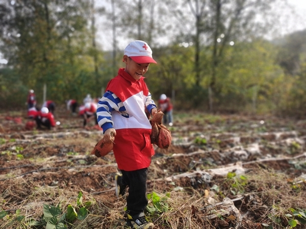 “淮小红”爱心蜜薯五年有约35