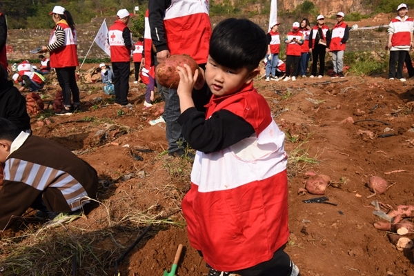 “淮小红”爱心蜜薯五年有约44