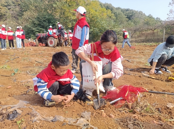 “淮小红”爱心蜜薯五年有约46