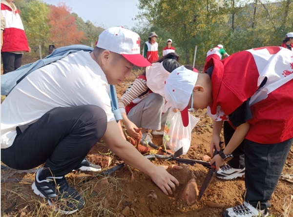 “淮小红”爱心蜜薯五年有约48