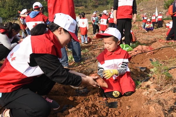 “淮小红”爱心蜜薯五年有约52