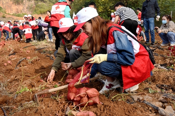 “淮小红”爱心蜜薯五年有约54