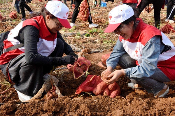 “淮小红”爱心蜜薯五年有约55