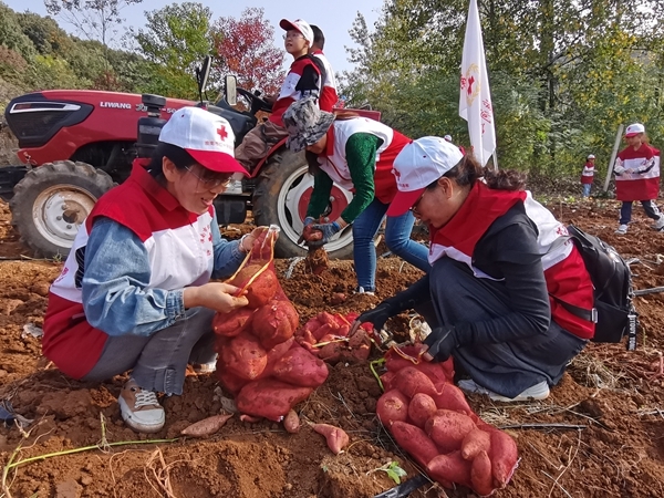 “淮小红”爱心蜜薯五年有约56