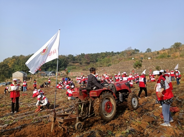 “淮小红”爱心蜜薯五年有约58