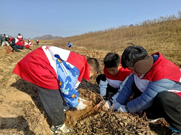 “淮小红”“爱心蜜薯”再掀热潮1