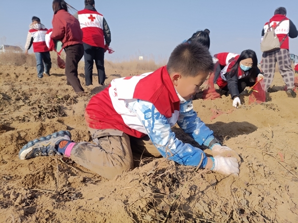 “淮小红”“爱心蜜薯”再掀热潮13