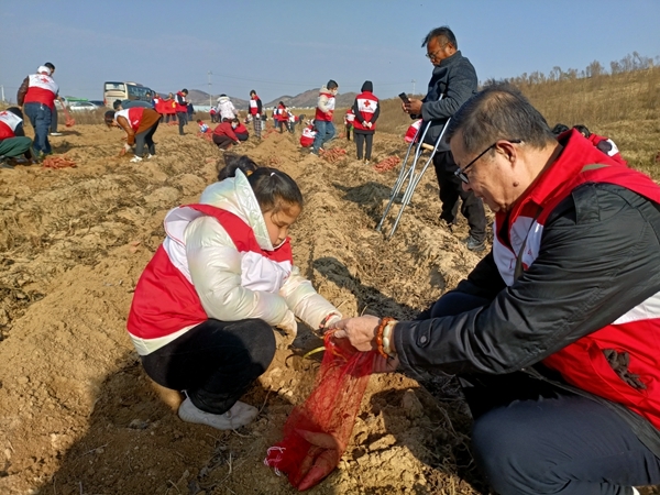 “淮小红”“爱心蜜薯”再掀热潮14