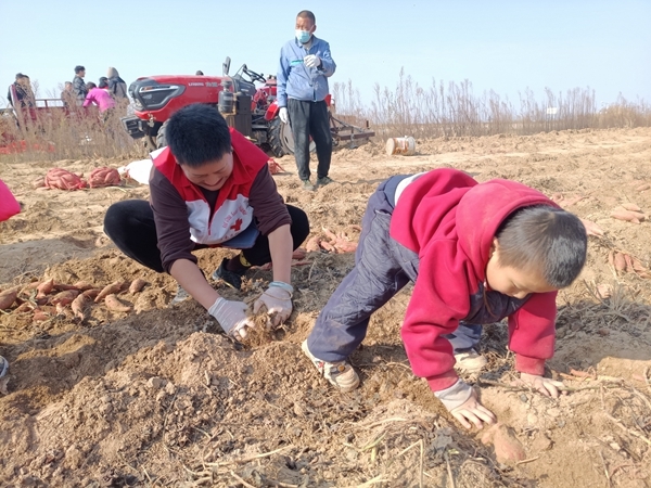 “淮小红”“爱心蜜薯”再掀热潮15