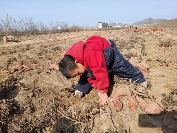 “淮小红”“爱心蜜薯”再掀热潮2