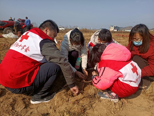 “淮小红”“爱心蜜薯”再掀热潮20