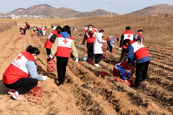 “淮小红”“爱心蜜薯”再掀热潮3
