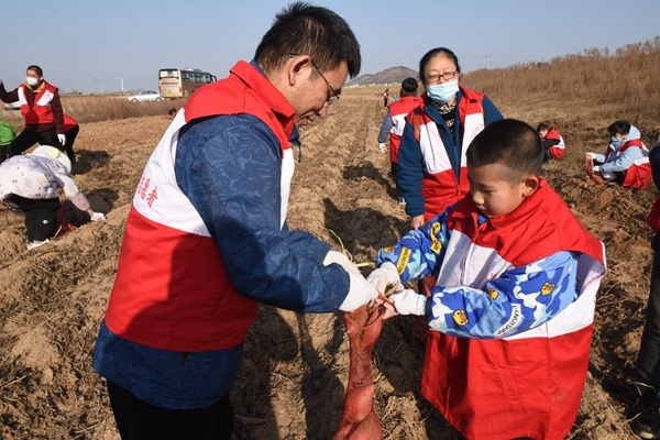 “淮小红”“爱心蜜薯”再掀热潮4