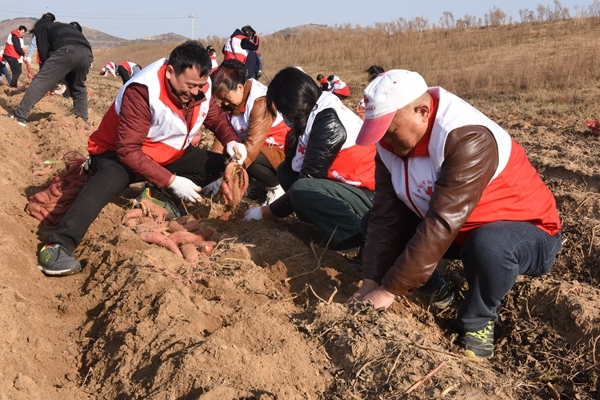 “淮小红”“爱心蜜薯”再掀热潮5