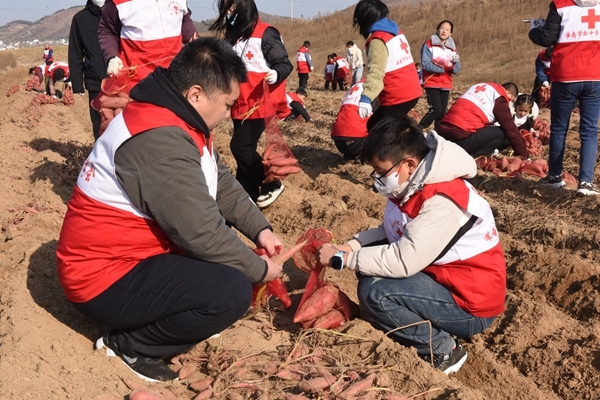 “淮小红”“爱心蜜薯”再掀热潮6