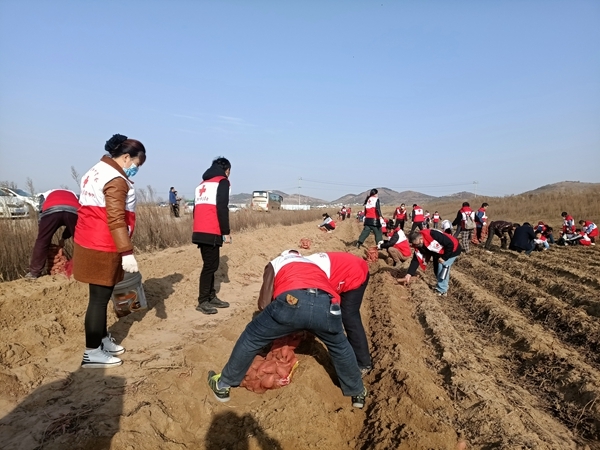 “淮小红”“爱心蜜薯”再掀热潮7