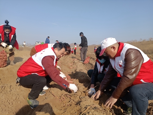 “淮小红”“爱心蜜薯”再掀热潮8