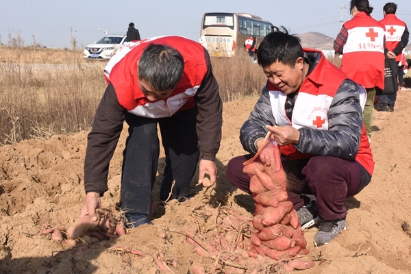 “淮小红”“爱心蜜薯”再掀热潮9