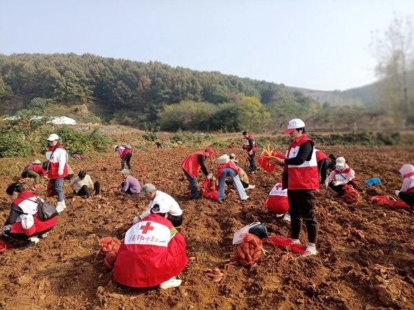 爱心蜜薯比蜜甜12