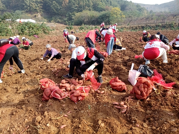 爱心蜜薯比蜜甜13