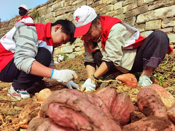 爱心蜜薯比蜜甜18